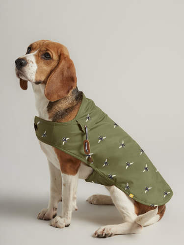 Cane che indossa il cappotto di pioggia del cane di joules