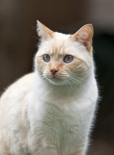 A colourpoint cat with red points