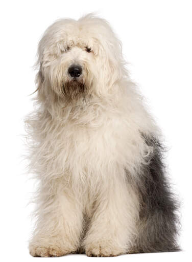 En kortare grå och vit gammal engelsk sheepdog som sitter snyggt och prydligt.
