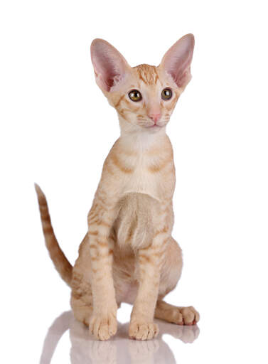 En härlig ginger tabby orientalisk kattunge