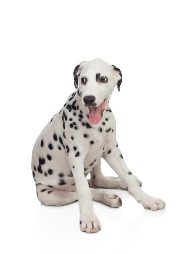 A lovely little Dalmatian puppy sitting comfortably