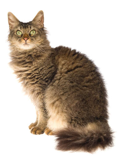 Un chat lapermobile au pelage duveteux