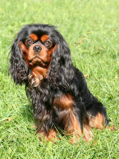 A beautiful, black and brown Cavalier King Charles Spaniel