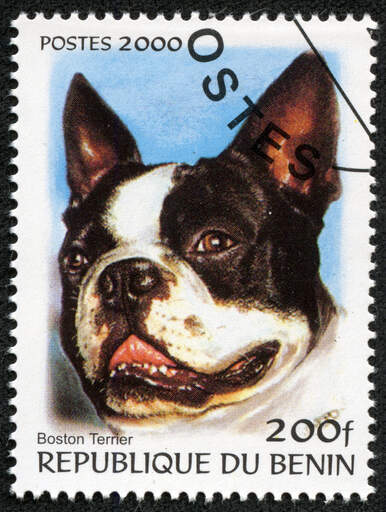 En boston terrier på ett västafrikanskt frimärke