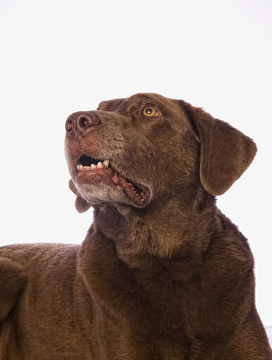 A chesapeake bay retriever with a lovely chocolate brown coat