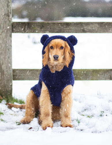 Dog wearing blue cute coat