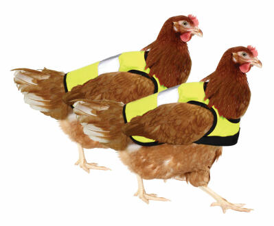 Yellow High-Vis Chicken Jacket Twin Pack