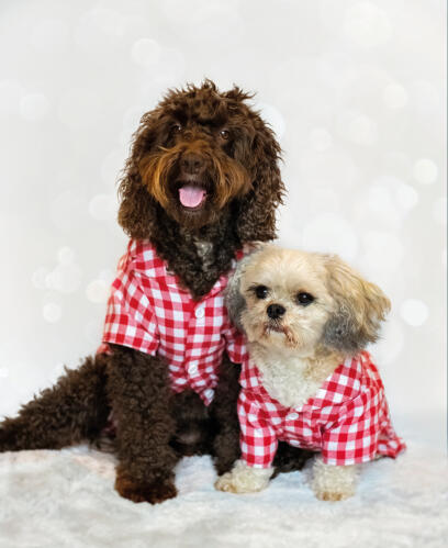 Dogs wearing red and white dog coats