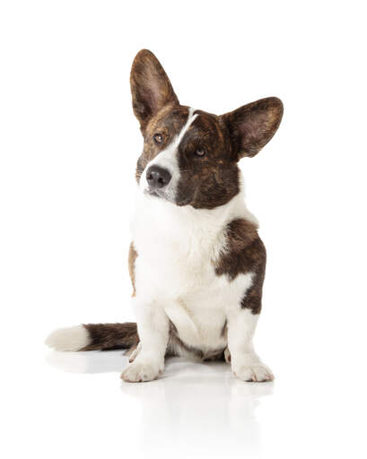 A Cardigan Welsh Corgi showing off it's typically large ears