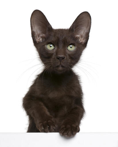 a lovely havana brown kitten with green eyes