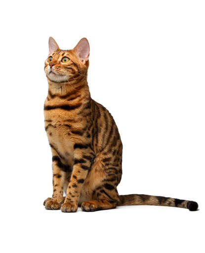En härlig bengalisk katt med lysande markeringar