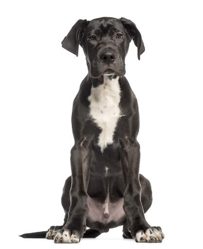 A Great Dane puppy with beautiful big feet and floppy ears