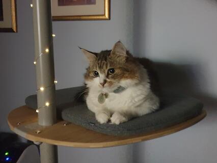 A cat sitting on a step of his indoor cat tree