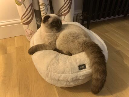 Loving his new bed!