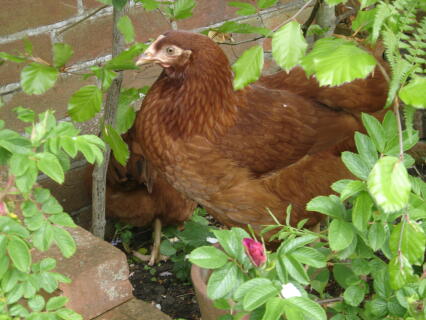 Chicken in plants bedding
