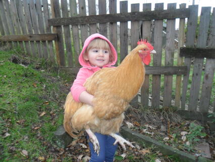 Eve and her rather heavy Buff Orpington cockerel