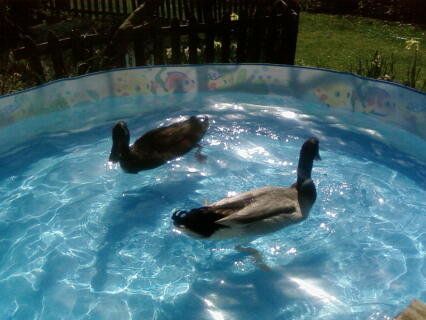 Two ducks swimming in a paddling pool.