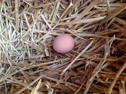 Amy Punchard elsker at finde friske æg i hønsenes redekasse om morgenen