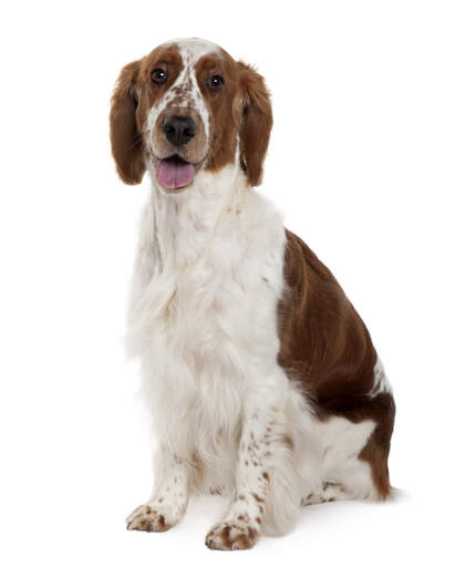A beautifully soft young Welsh Springer Spaniel sitting neatly