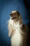 Un chien afghan glamour avec de belles oreilles blanches