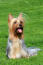 a happy australian silky terrier ready to play