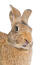 En belgisk hare har en vacker lång näsa