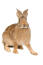 A Belgian Hare with incredible large back feet