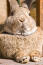 L'incroyable grand poitrail du lapin géant flamand