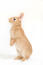 Un conejo enano holandés erguido sobre sus patas traseras