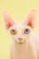 Un chat bambin aux yeux hétérochromes