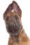 En fräck belgisk herdehunds (laekenois) huvud.