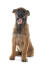 En ung belgisk herdehund (malinois) som sitter ner med tungan utåt.