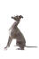 En vacker grå och vit vuxen italiensk greyhound som sitter mycket uppmärksamt.