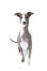 En italiensk greyhound som visar upp sina underbara spetsiga öron