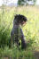 Ein gesunder erwachsener kerry blue terrier sitzt im langen gras