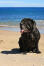 En mogen neapolitansk mastiff som slappnar av nära stranden