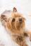 En närbild av en silky terriers vackert lilla skägg och spetsiga öron.