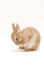 Un adorable conejo enano holandés limpiándose