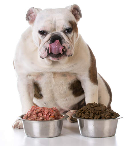 En tjock bulldogg som slickar sig på läpparna när han bestämmer sig för vilken mat han ska äta först.