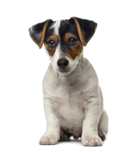 A lovely, little Jack Russell Terrier puppy looking very inquisitive