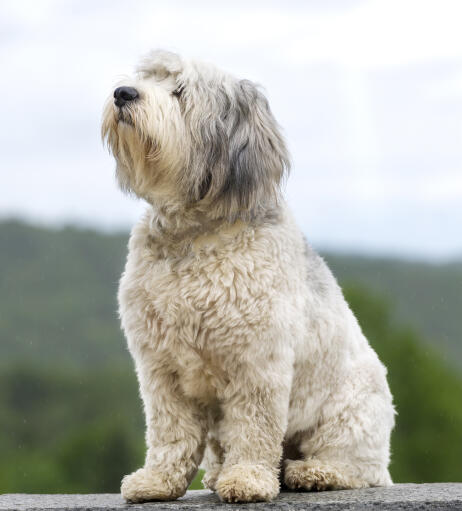 En stilig polsk lowland sheepdog som njuter av en lantlig bris