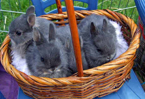 3 cute rabbits in a basket