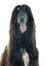 En mörkbrun afghansk hund som ser fram emot