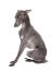 En hane av italiensk greyhound som sitter snyggt med öronen bakåtpressade.