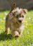 A Norfolk Terrier strolling along the grass, showing off it's beautiful tail
