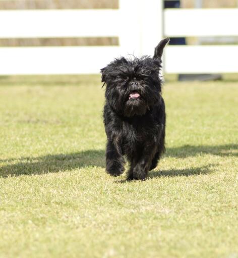 A happy little affenpinscher running along the grass