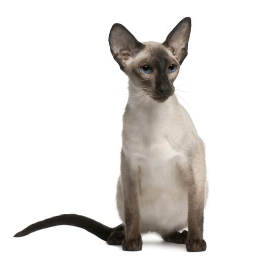 Een balinese kat met grote oren en diepblauwe ogen