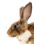 En mini rex kanin med vackra långa öron