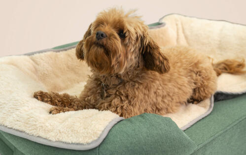 Ein hund, der auf einem memory-foam-rollenbett liegt und eine plüschdecke über sich hat