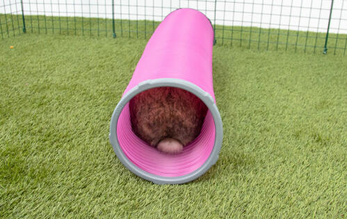 Conejo en Zippi túnel de jueGo